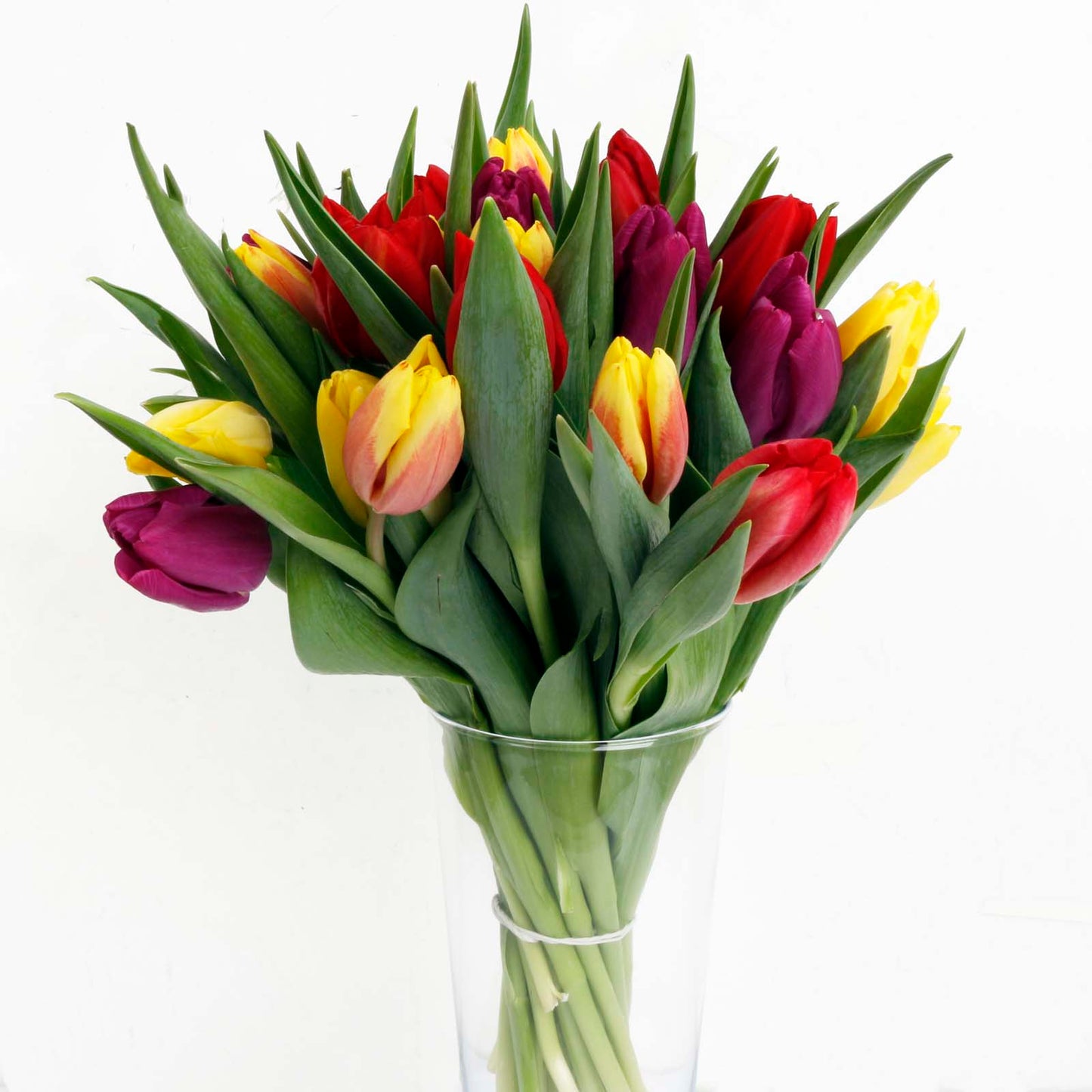 Rainbow Dutch Tulips Fresh Flowers Bouquet